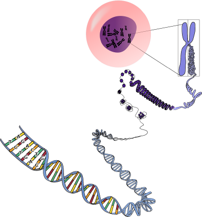 [學術論文] 微小RNA-抗癌新尖兵